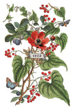 2025 Clementine Christmas 8"x12" IOD Transfer Pad - 2025 HOLIDAY RELEASE