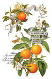 2025 Clementine Christmas 8"x12" IOD Transfer Pad - 2025 HOLIDAY RELEASE