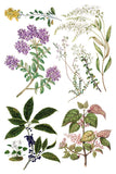 Sarah Featon's Botanicals 8"x12" IOD Transfer Pad