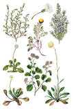 Sarah Featon's Botanicals 8"x12" IOD Transfer Pad