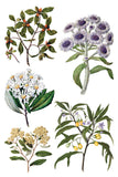 Sarah Featon's Botanicals 8"x12" IOD Transfer Pad