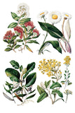 Sarah Featon's Botanicals 8"x12" IOD Transfer Pad