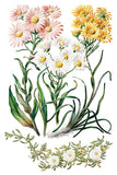 Sarah Featon's Botanicals 8"x12" IOD Transfer Pad