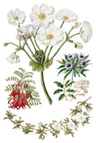 Sarah Featon's Botanicals 8"x12" IOD Transfer Pad