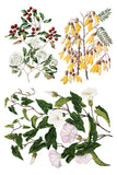 Sarah Featon's Botanicals 8"x12" IOD Transfer Pad