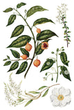 Sarah Featon's Botanicals 8"x12" IOD Transfer Pad