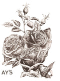 May's Roses Transfer