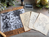 Palais des Fleurs Stamp Set (12"x12" Pack)